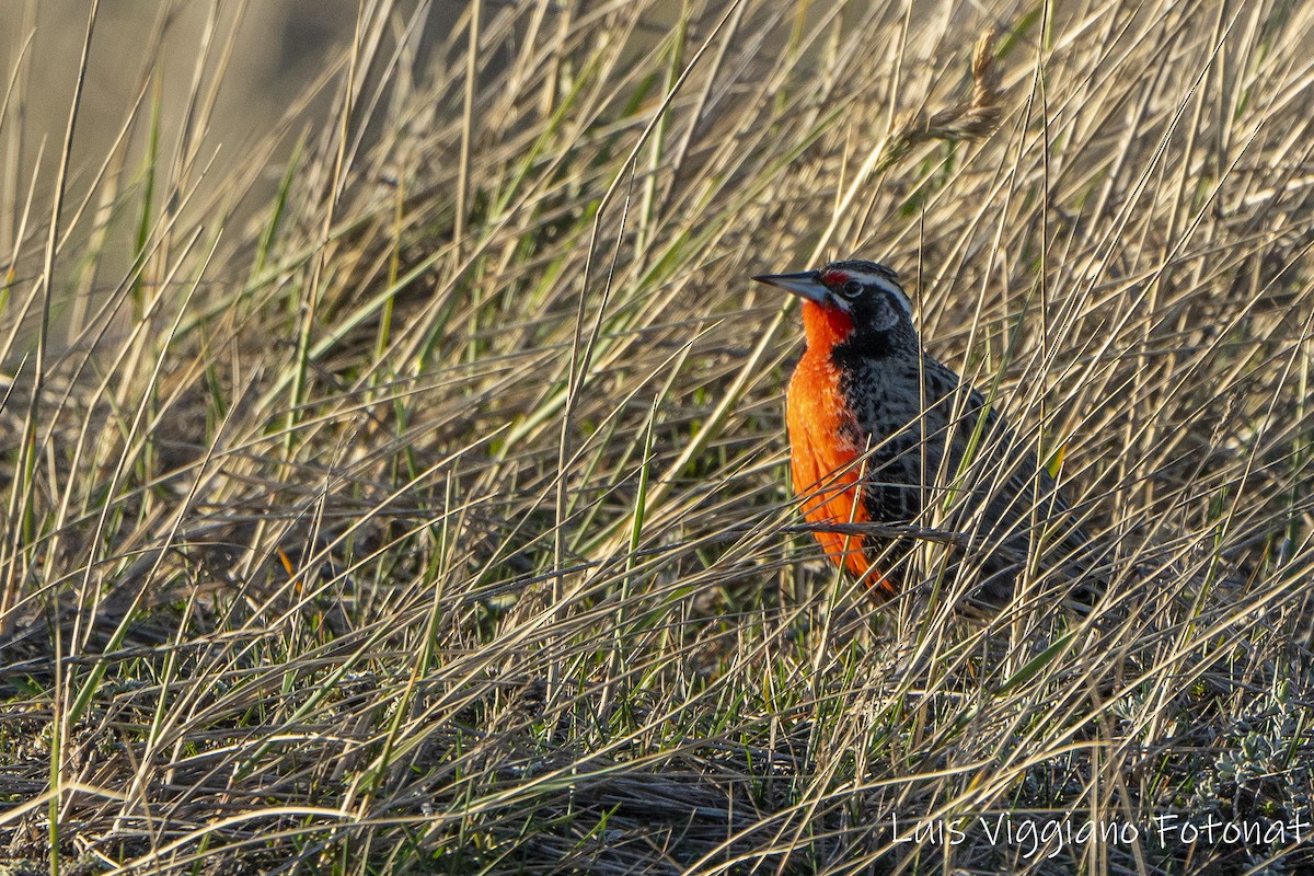 Long-tailed Meadowlark - ML642684765