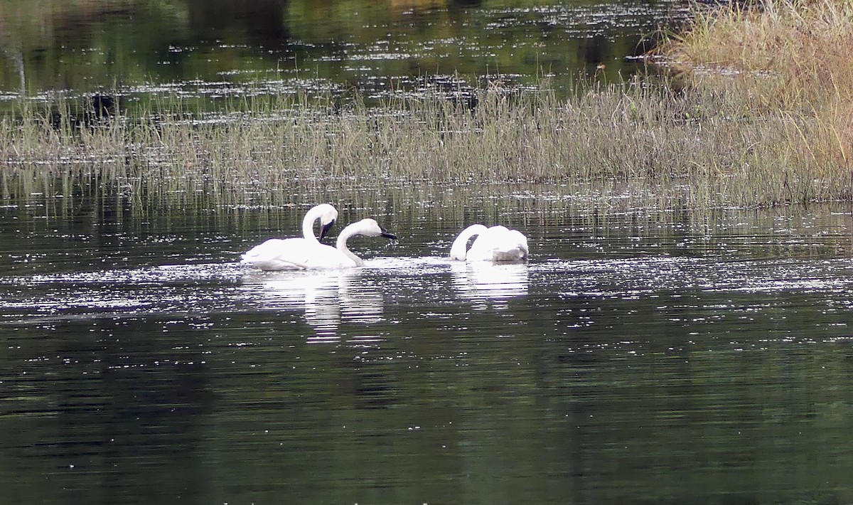 Trumpeter Swan - ML642684768