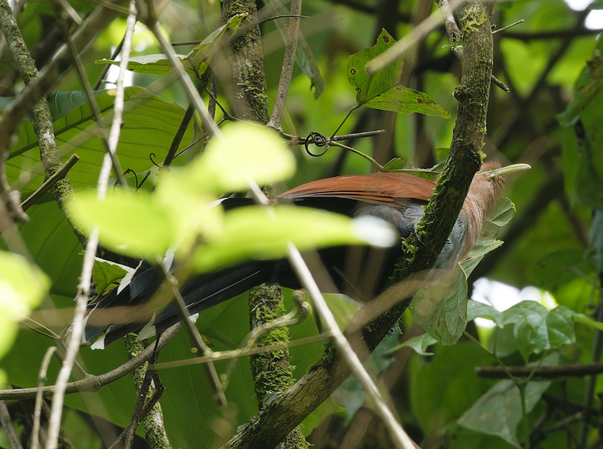 Squirrel Cuckoo - ML642684769