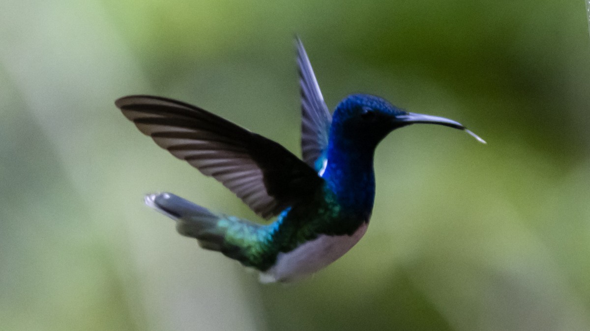 White-necked Jacobin - ML642684772