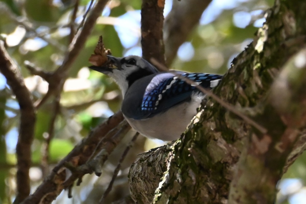 Blue Jay - ML642684774