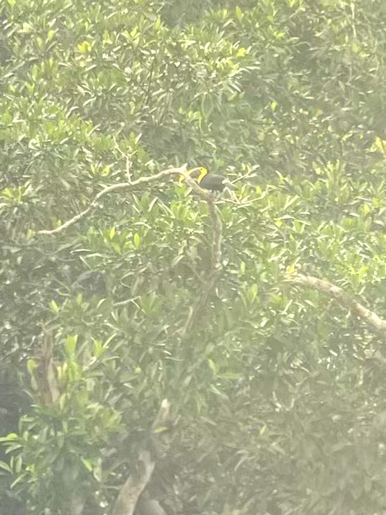 Yellow-throated Toucan - ML642684778
