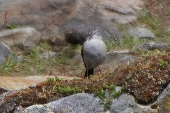 Ash-breasted Sierra Finch - ML642684786
