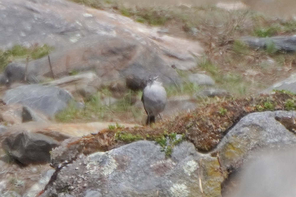 Ash-breasted Sierra Finch - ML642684787
