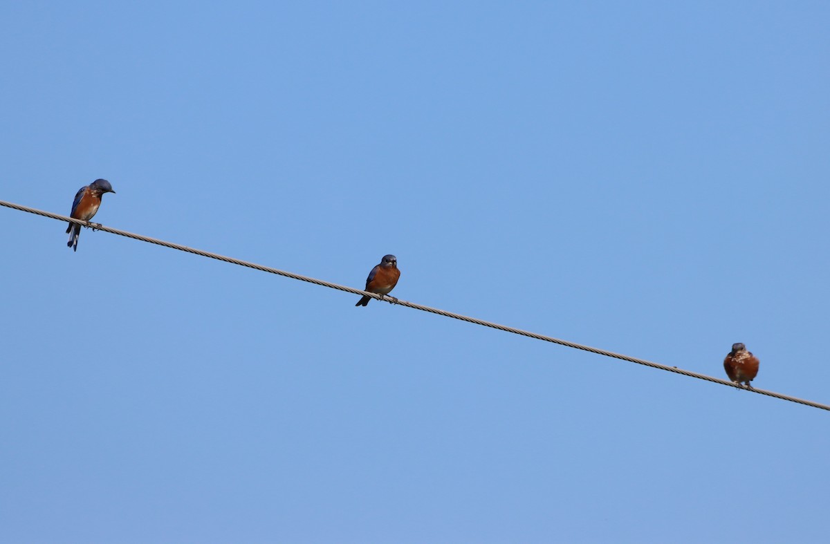 Eastern Bluebird - ML642684788
