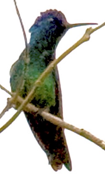 Golden-tailed Sapphire - ML642684792