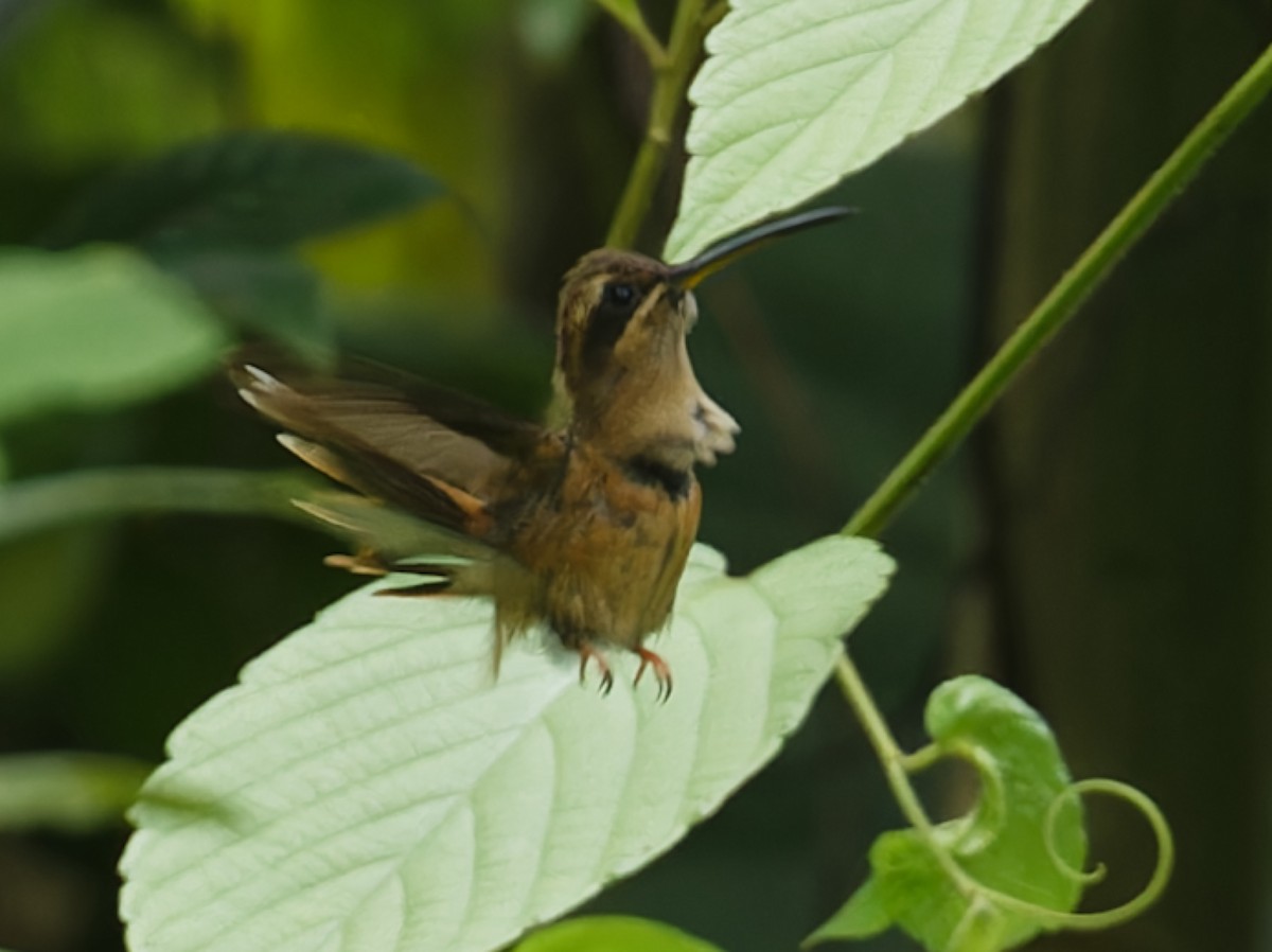 Stripe-throated Hermit - ML642684804