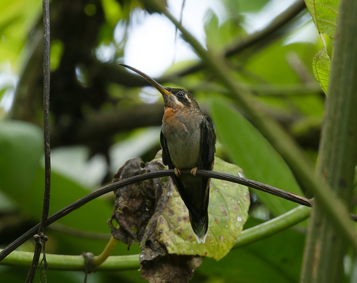 Band-tailed Barbthroat - ML642684808