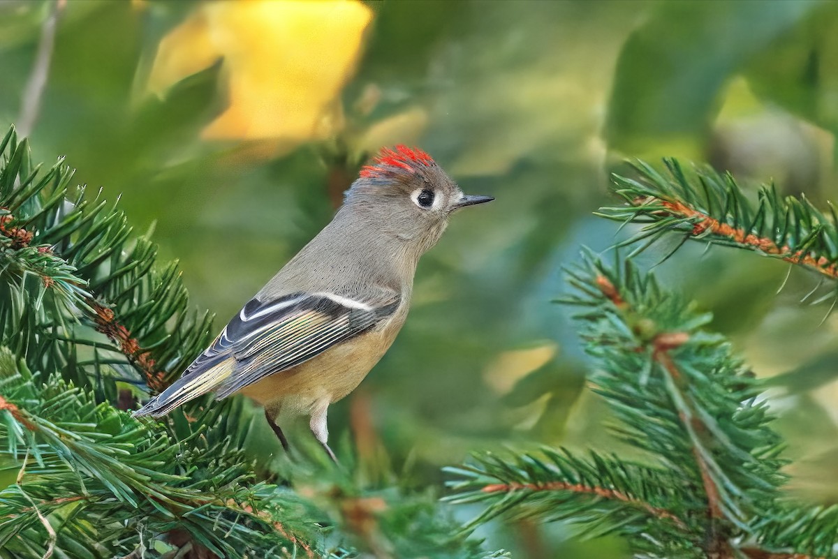 Ruby-crowned Kinglet - ML642684817