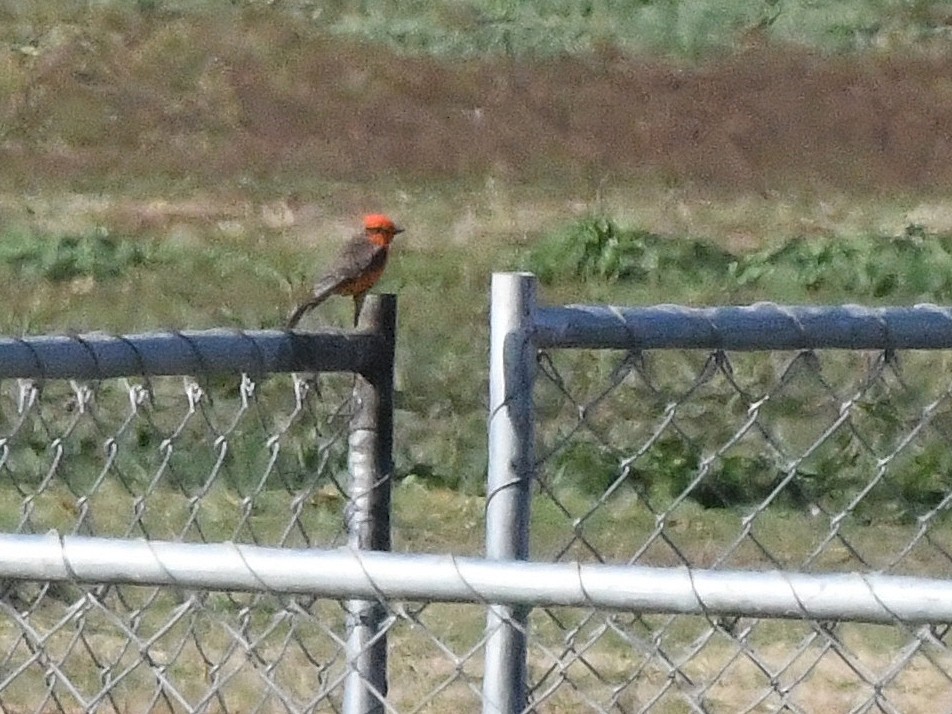 Vermilion Flycatcher - ML642684864