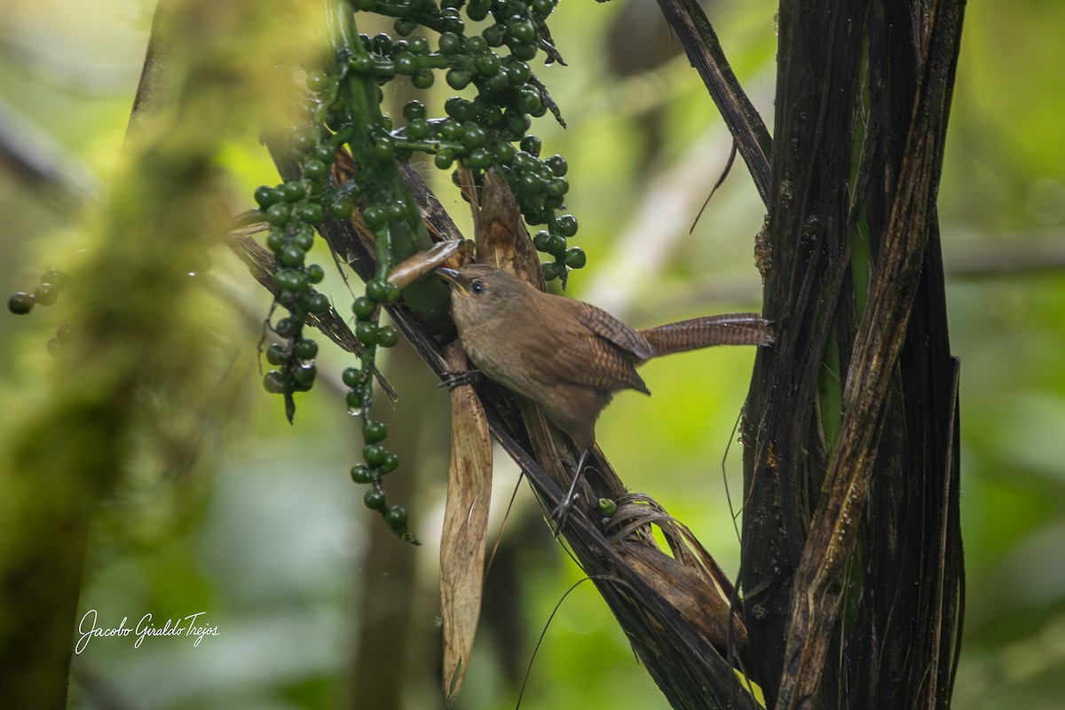 Sharpe's Wren - ML642684866