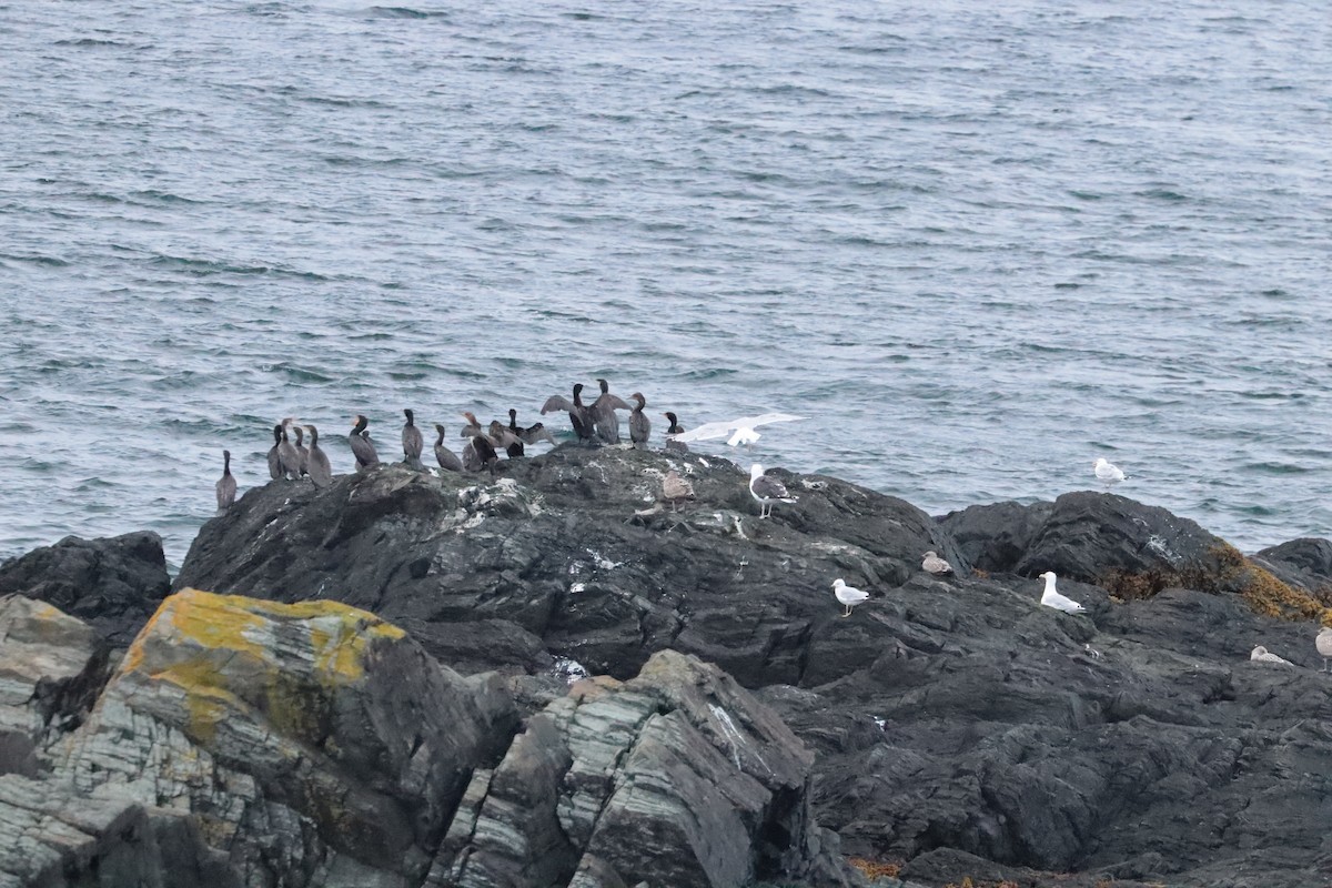 Double-crested Cormorant - ML642684871