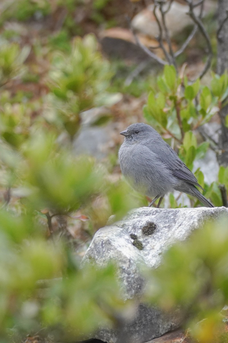 Plumbeous Sierra Finch - ML642684872