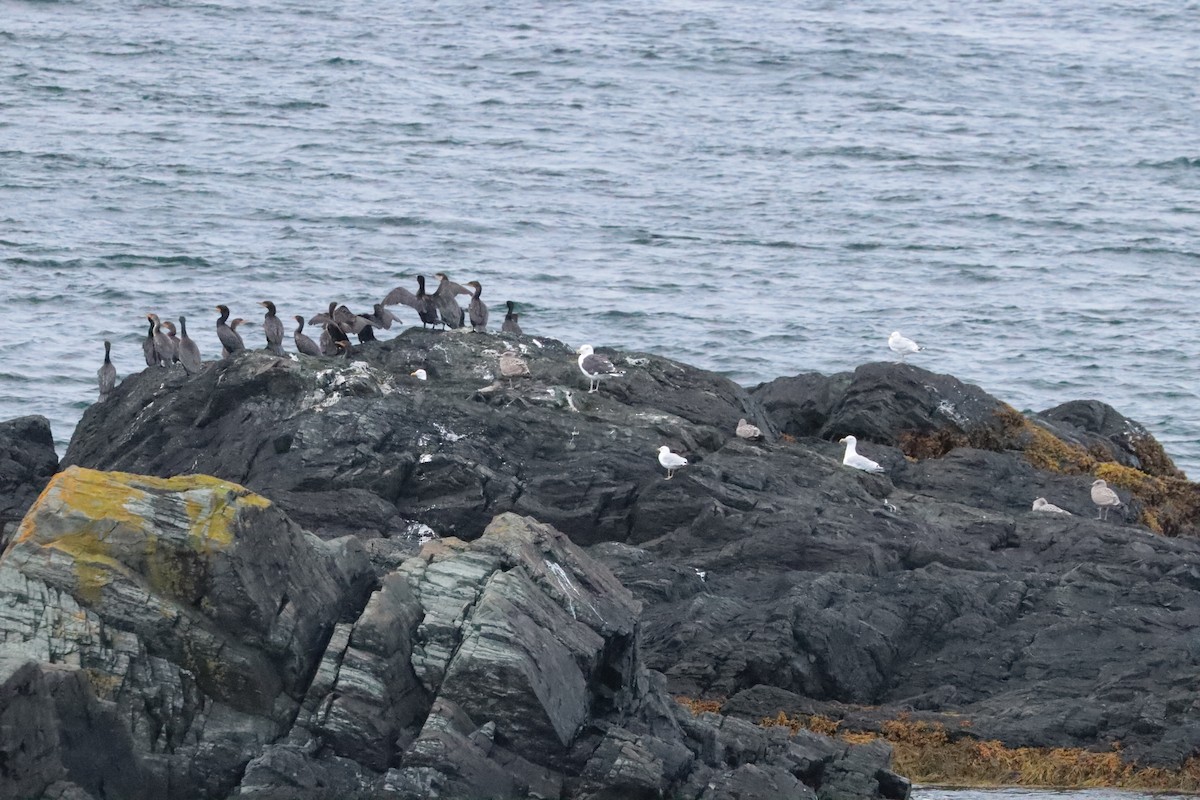 Double-crested Cormorant - ML642684873