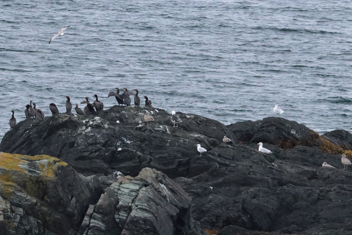 Double-crested Cormorant - ML642684874