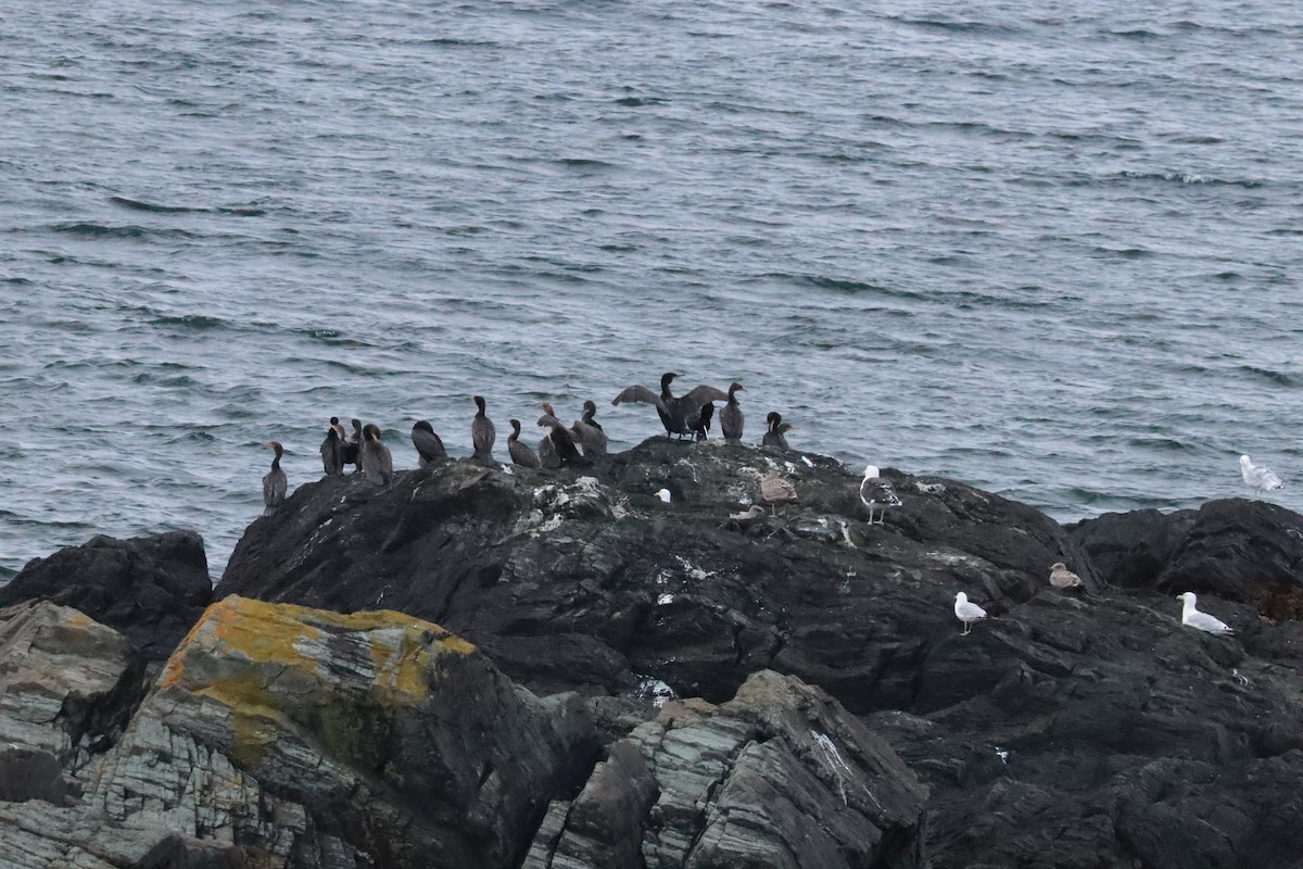 Double-crested Cormorant - ML642684875