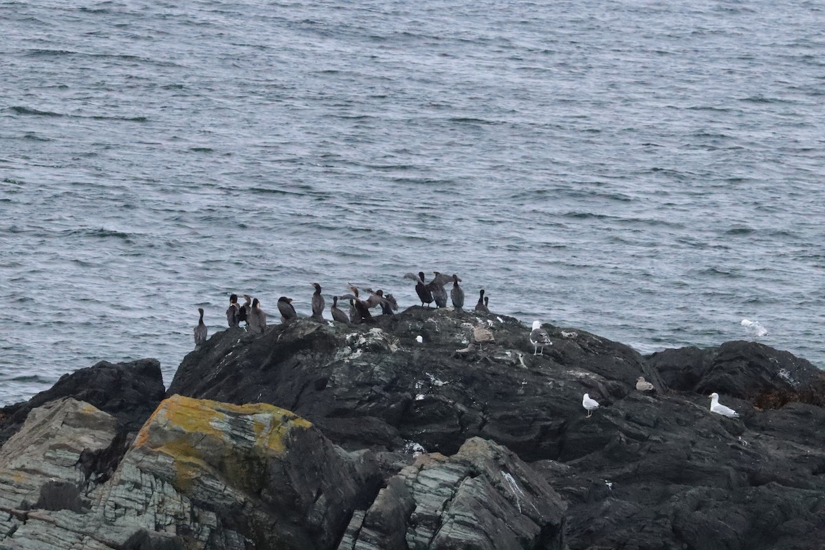 Double-crested Cormorant - ML642684876
