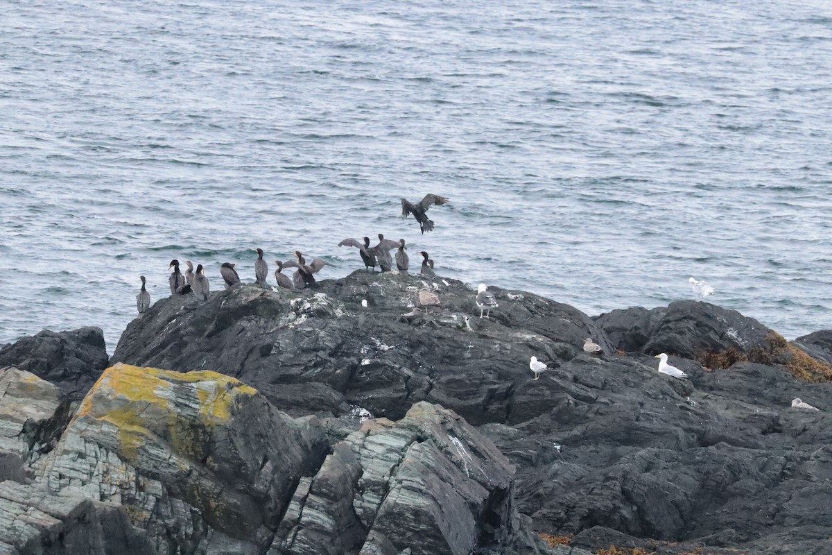 Double-crested Cormorant - ML642684877