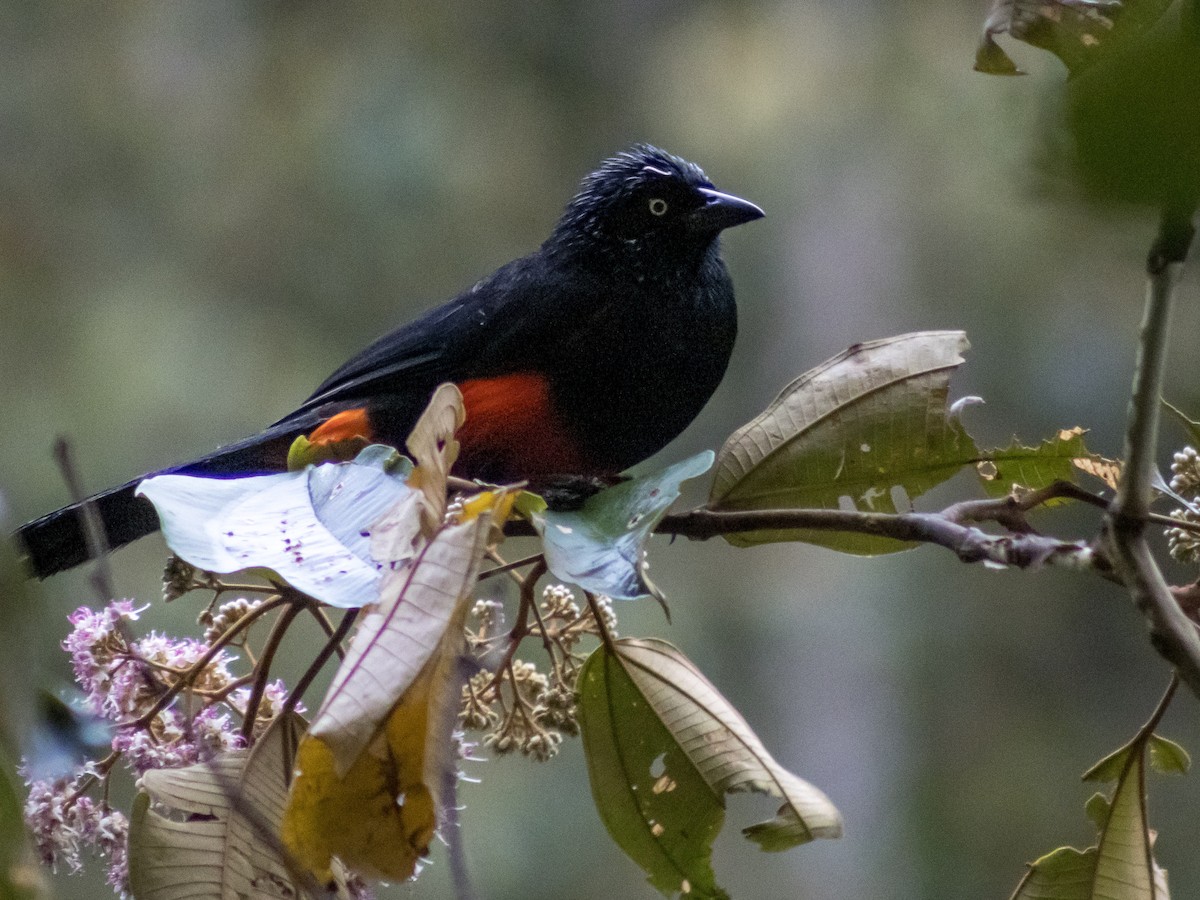 Red-bellied Grackle - ML642684879