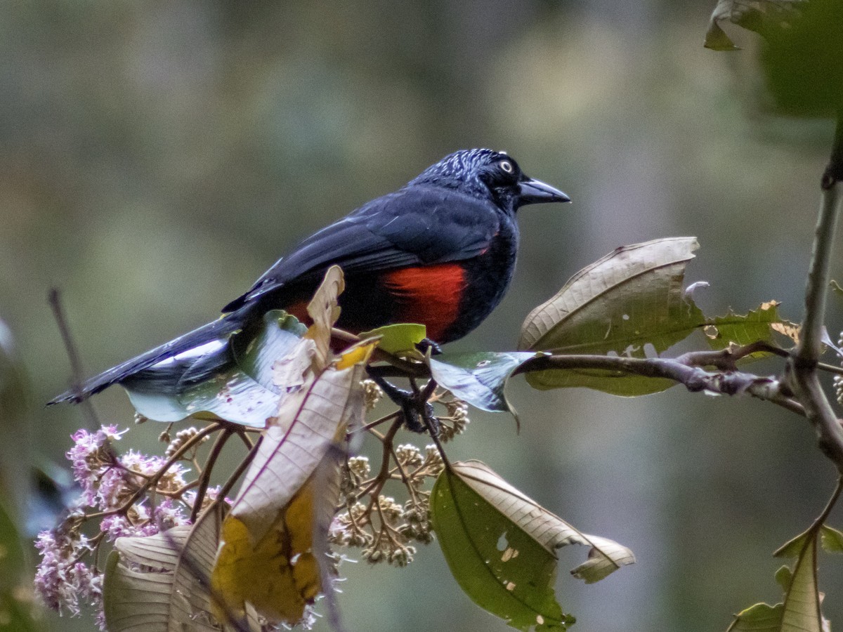 Red-bellied Grackle - ML642684881