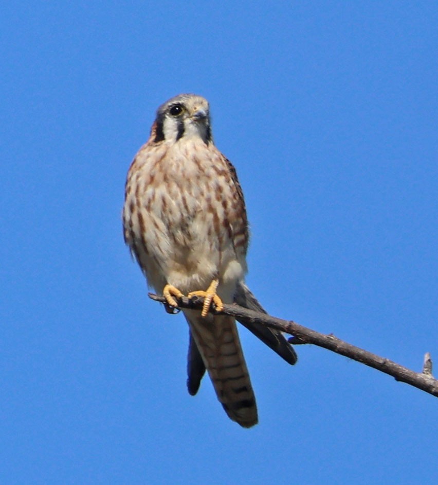 American Kestrel - ML642684883