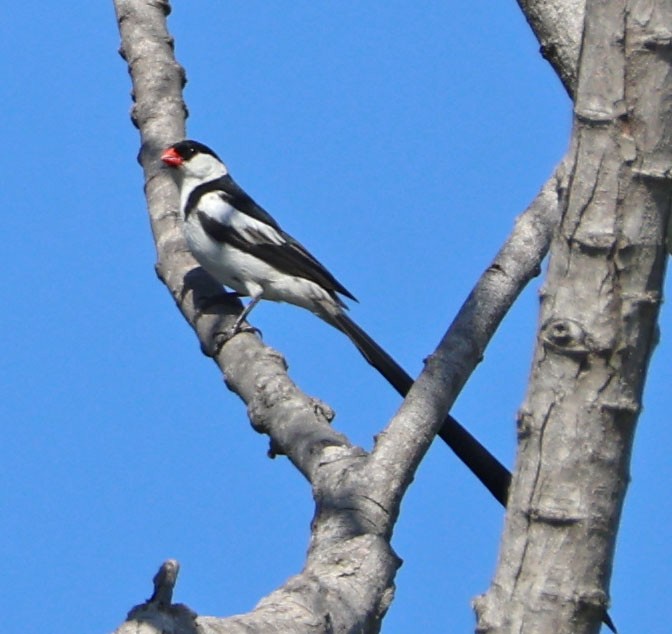 Pin-tailed Whydah - ML642684885