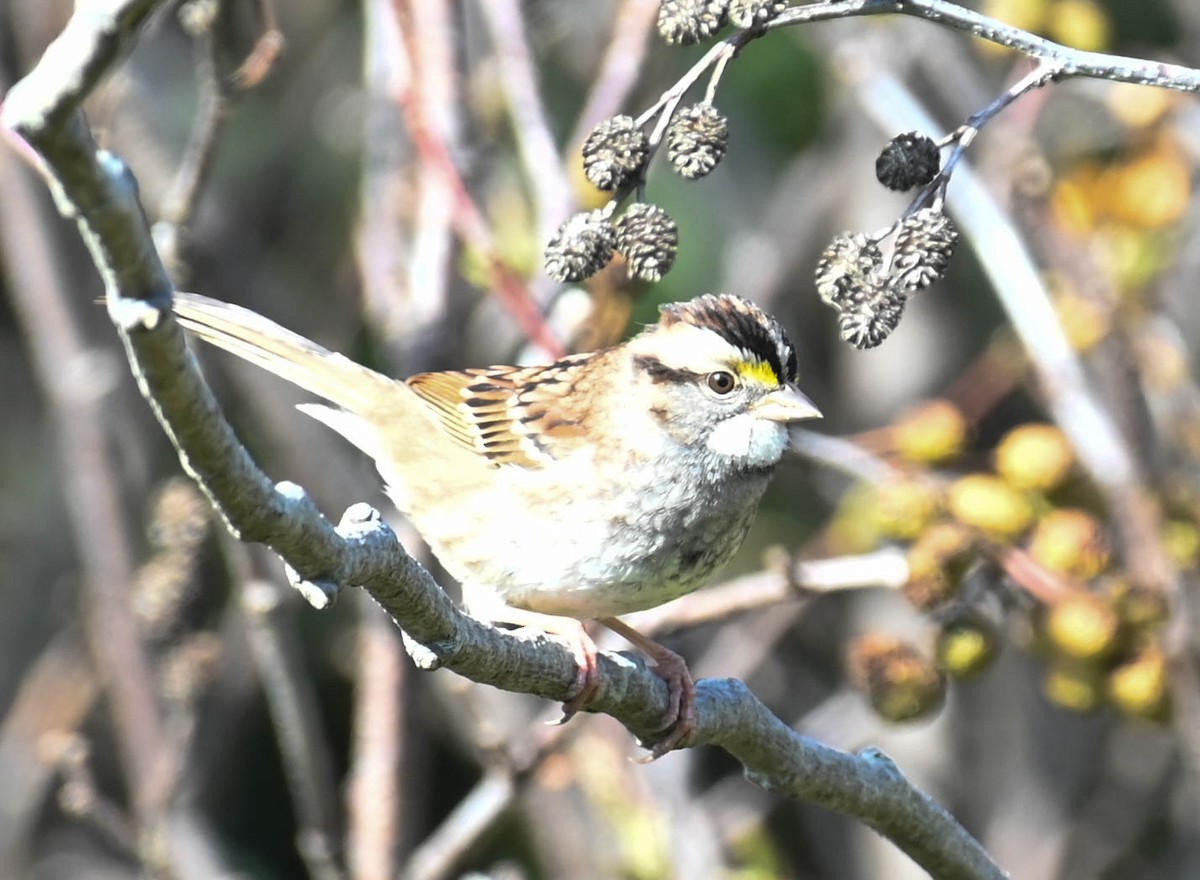 White-throated Sparrow - ML642684887