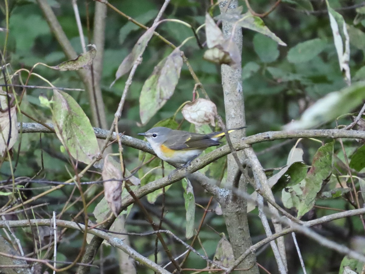 American Redstart - ML642684894