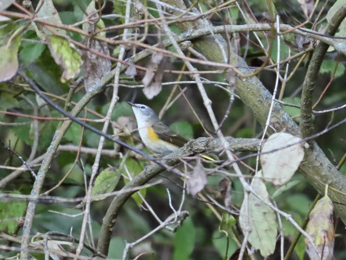 American Redstart - ML642684897
