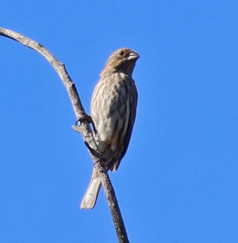 House Finch - ML642684898