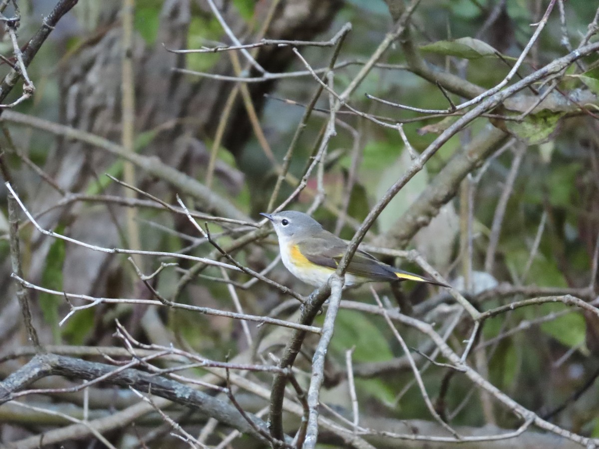 American Redstart - ML642684899