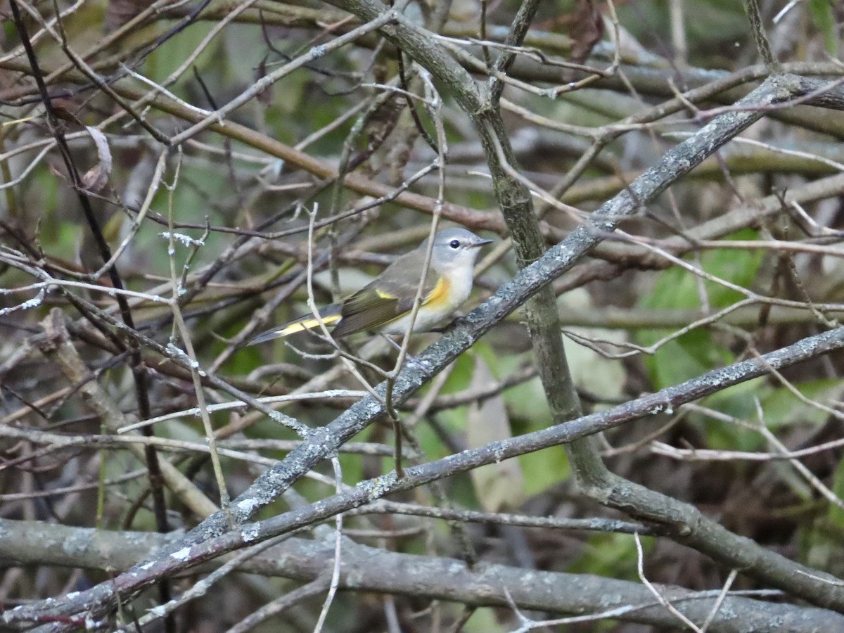 American Redstart - ML642684900