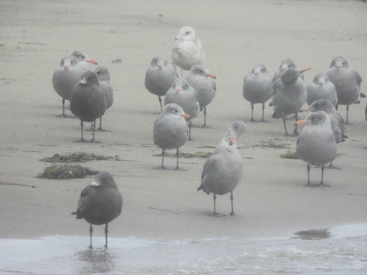 Heermann's Gull - ML642684901