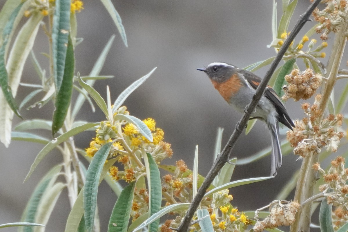 Rufous-breasted Chat-Tyrant - ML642684902