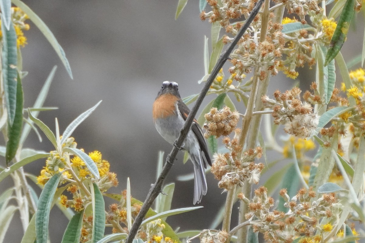 Rufous-breasted Chat-Tyrant - ML642684903