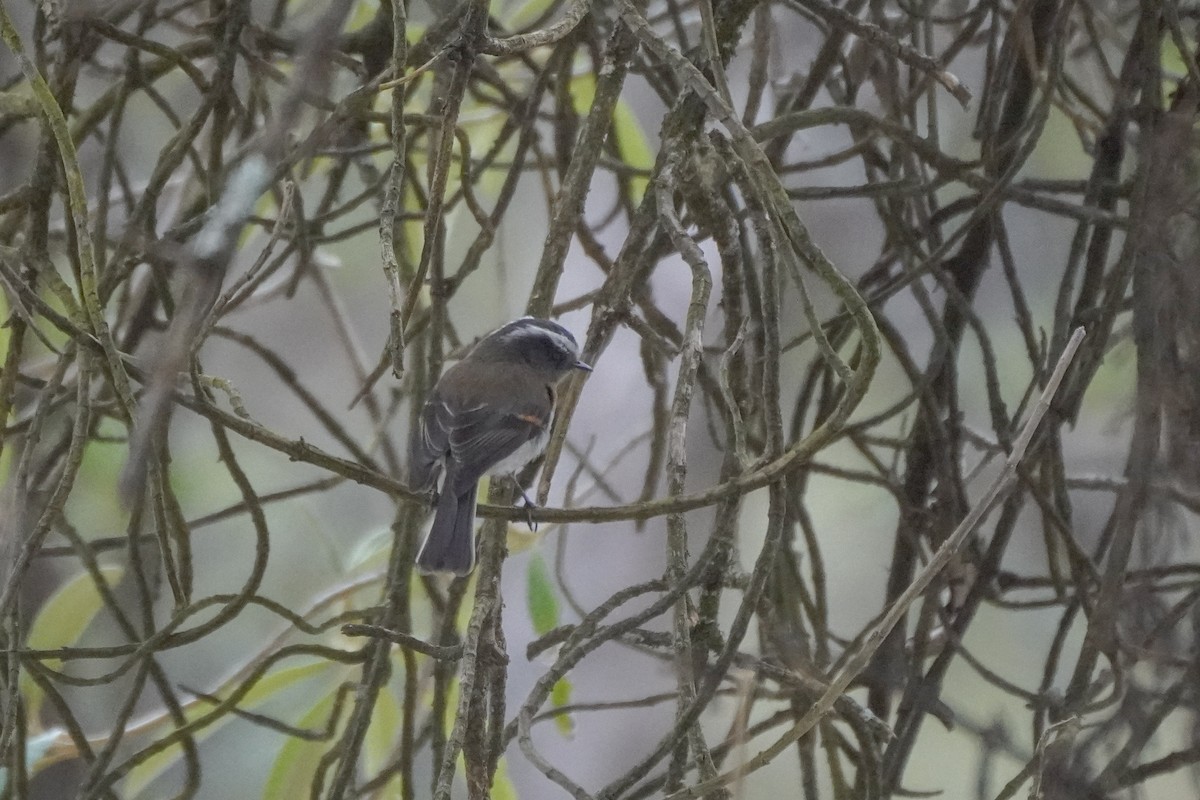 Rufous-breasted Chat-Tyrant - ML642684904