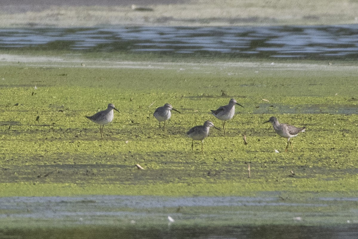 Stilt Sandpiper - ML642684905