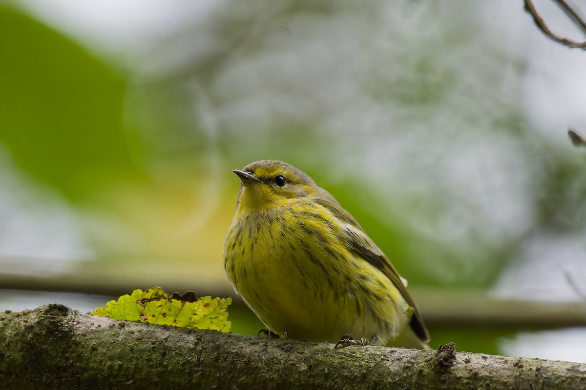 Cape May Warbler - ML642684919