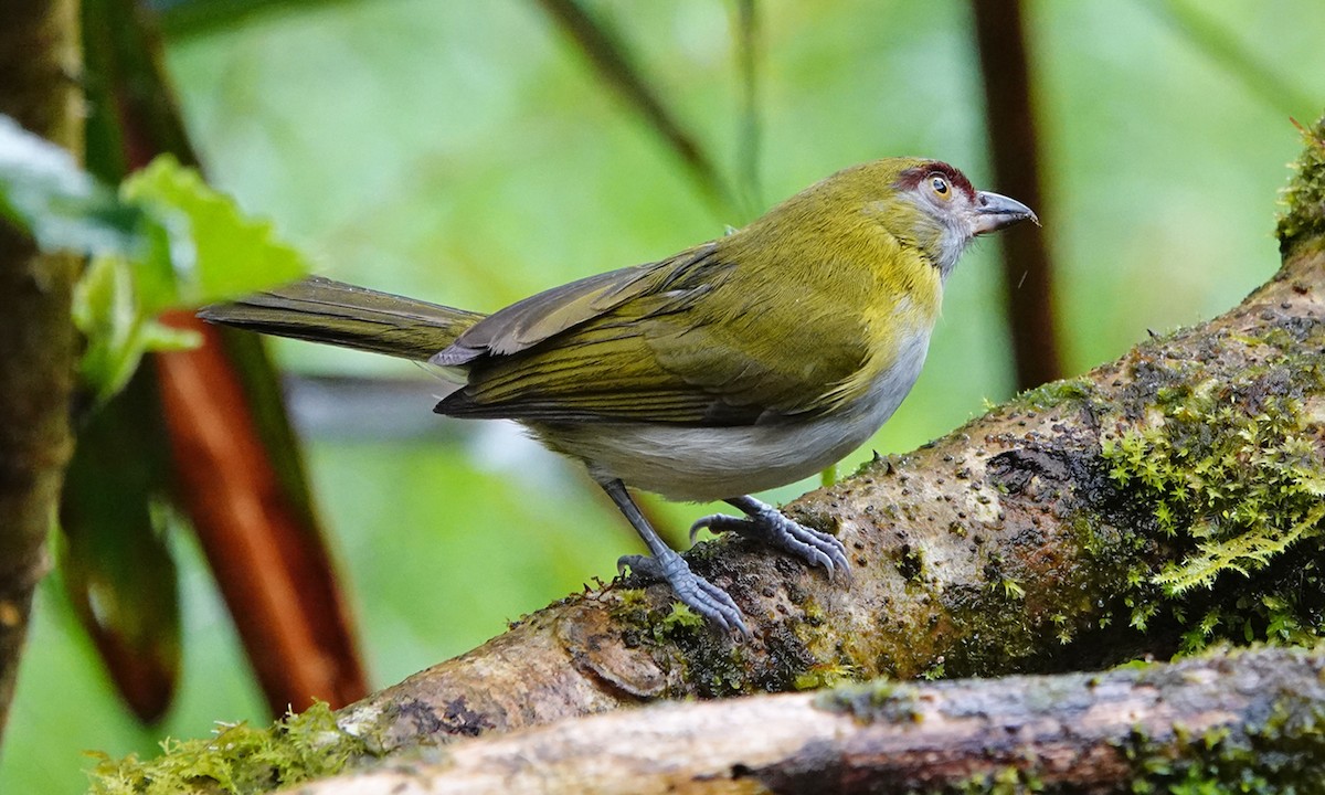 Black-billed Peppershrike - ML642684947