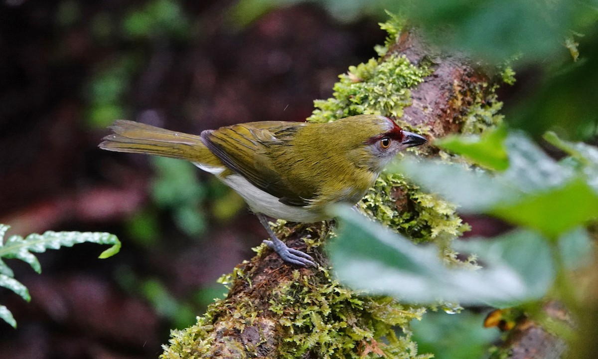 Black-billed Peppershrike - ML642684948