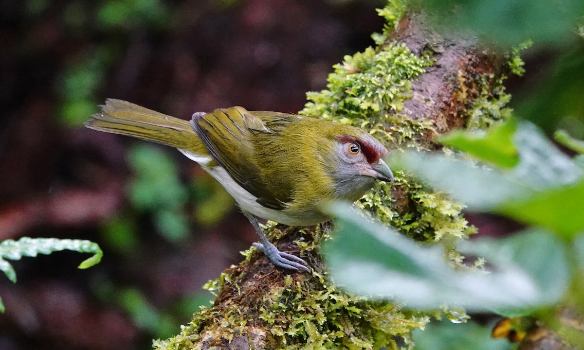 Black-billed Peppershrike - ML642684949