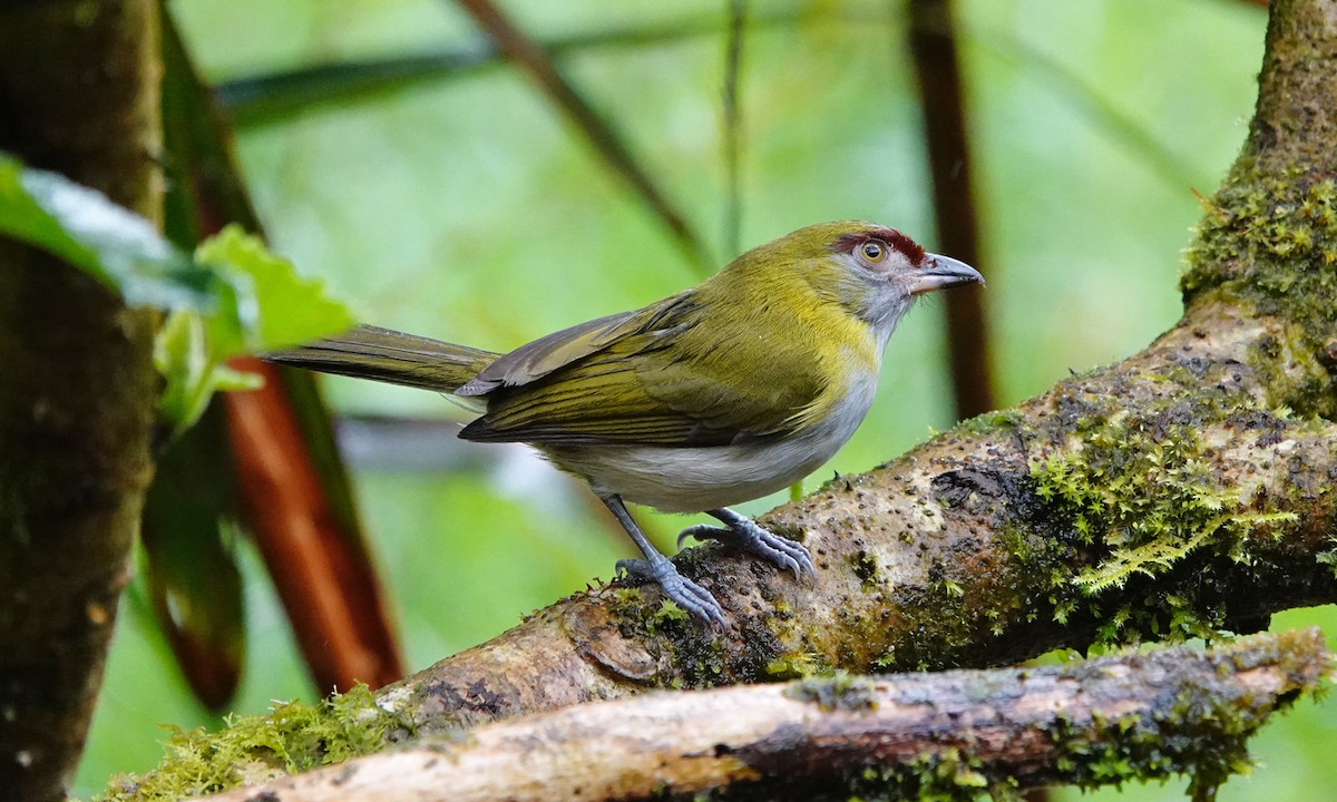 Black-billed Peppershrike - ML642684950