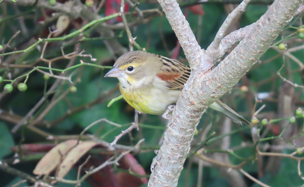 papežík americký - ML642684956