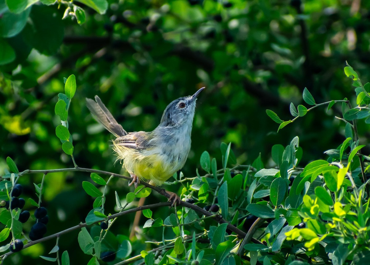 Yellow-bellied Prinia - ML642684960