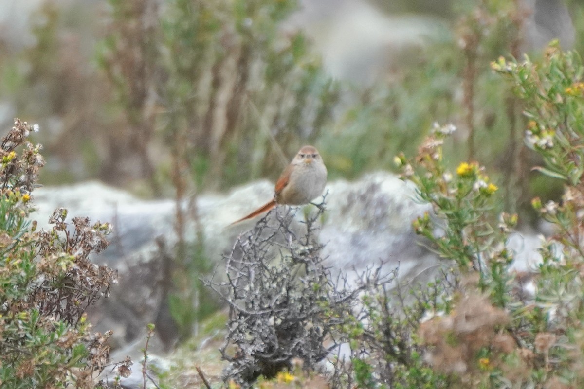 Rusty-fronted Canastero - ML642684963