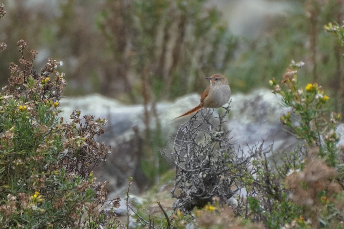Rusty-fronted Canastero - ML642684964
