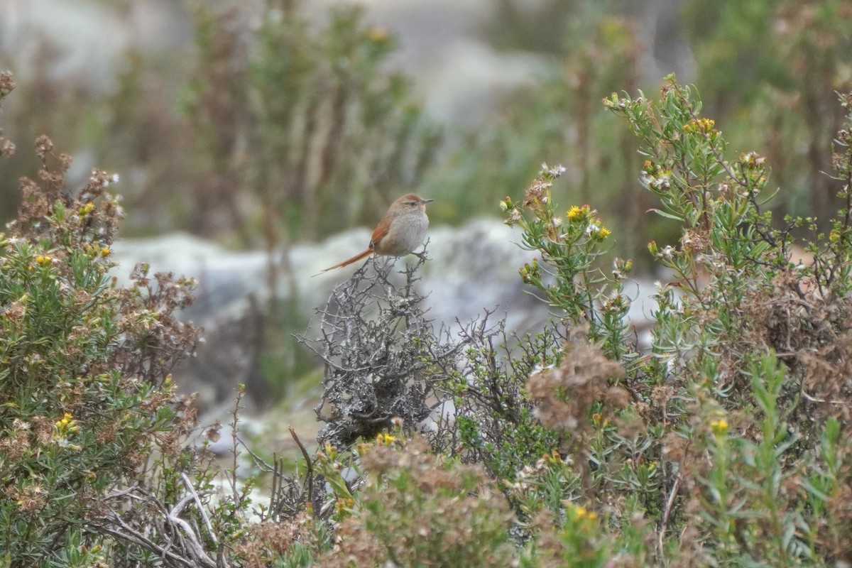 Rusty-fronted Canastero - ML642684965