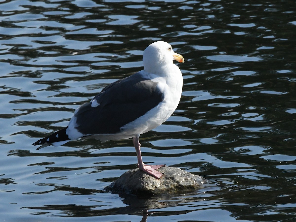 Goéland d'Audubon - ML642684971