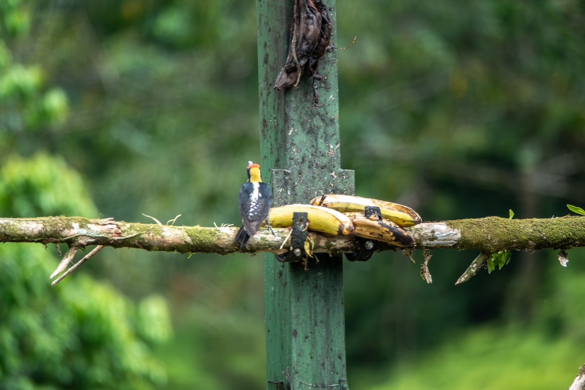 gullnakkespett - ML642684973