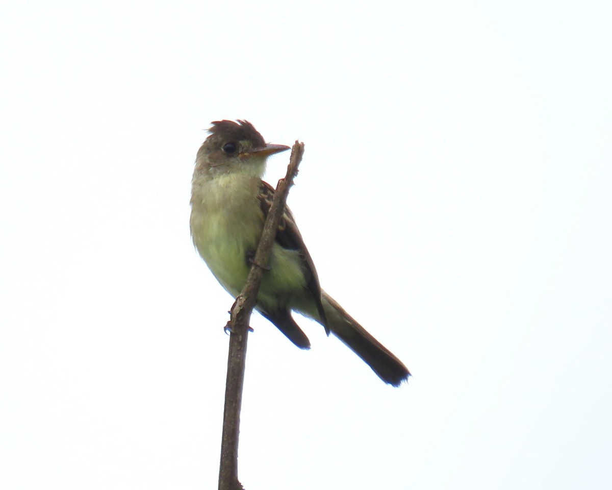 Contopus sp. - ML642684996